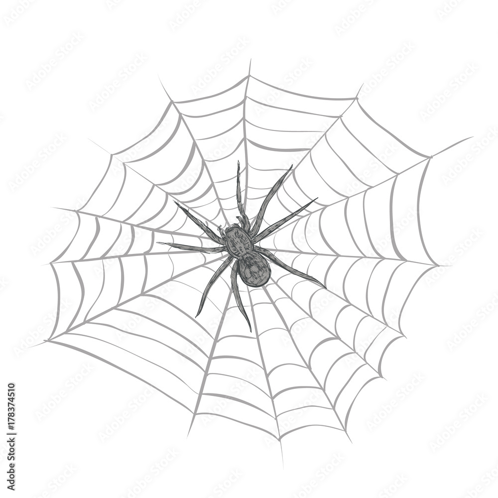Fototapeta premium A spider weaves a spider web. Spider and cobweb vector illustration