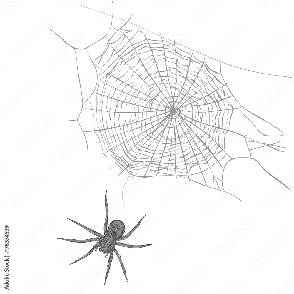 Fototapeta premium A spider weaves a spider web. Spider and cobweb vector illustration
