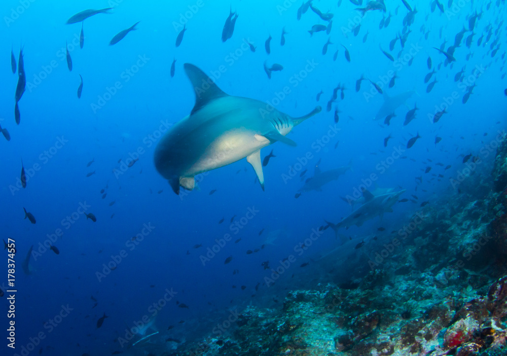 Fototapeta premium Hammerhead Shark