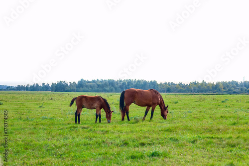 two horses grazing in a meadow 