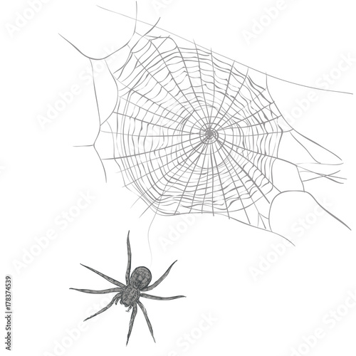 A spider weaves a spider web. Spider and cobweb vector illustration