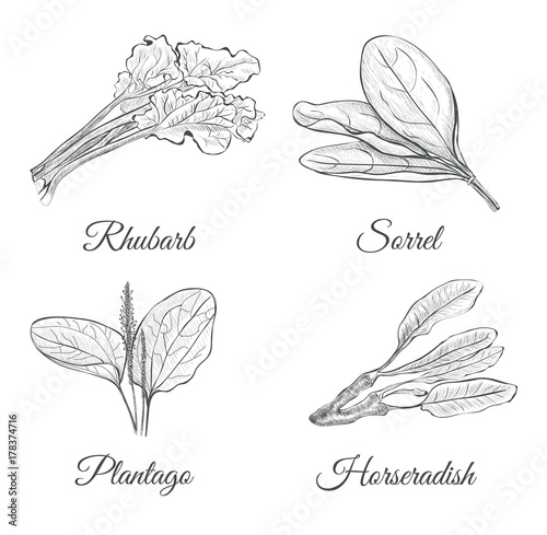 Set Of Plants Sketch Vector Illustration. Plantain, horseradish, rhubarb, sorrel. Collection of Herbs and Spices.