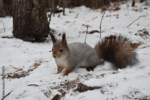 squirrel came out of the woods in search of food © Tatiana