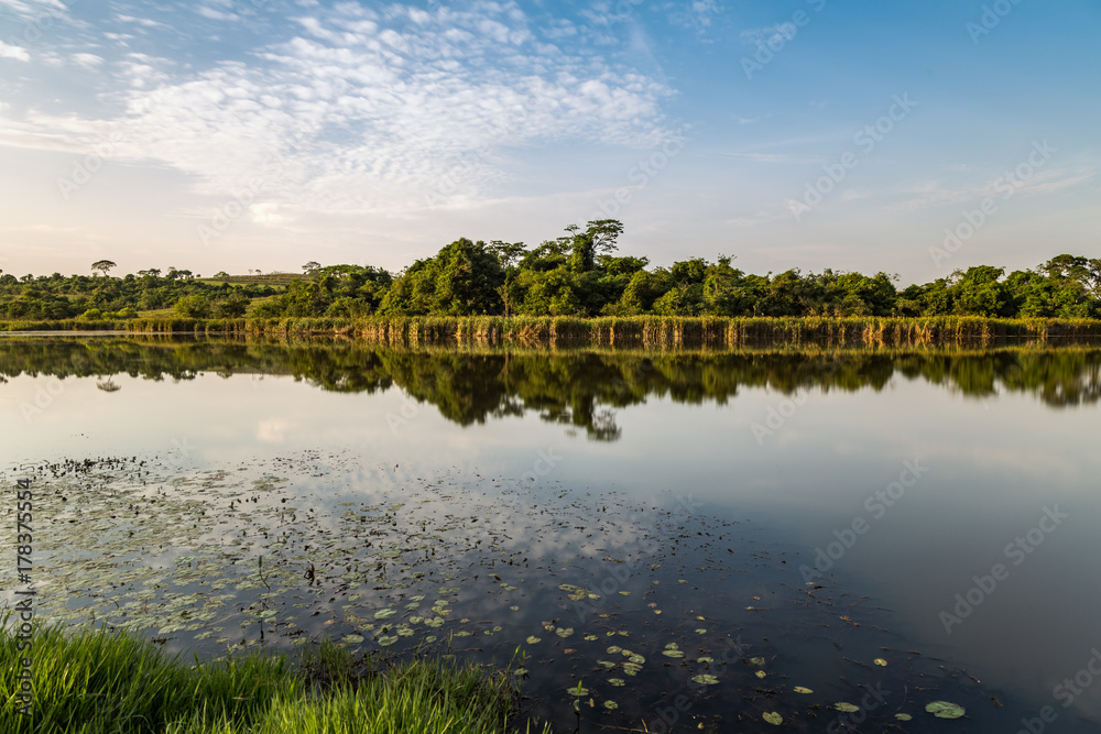 Fototapeta premium forest in reflection on the lake