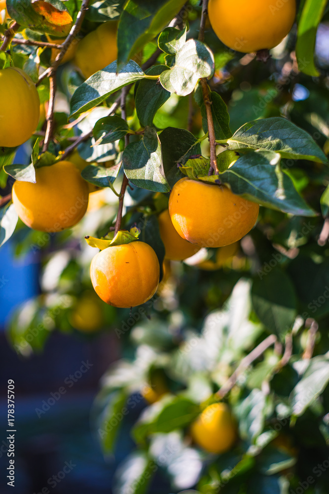 Persimmon fruits on a tree