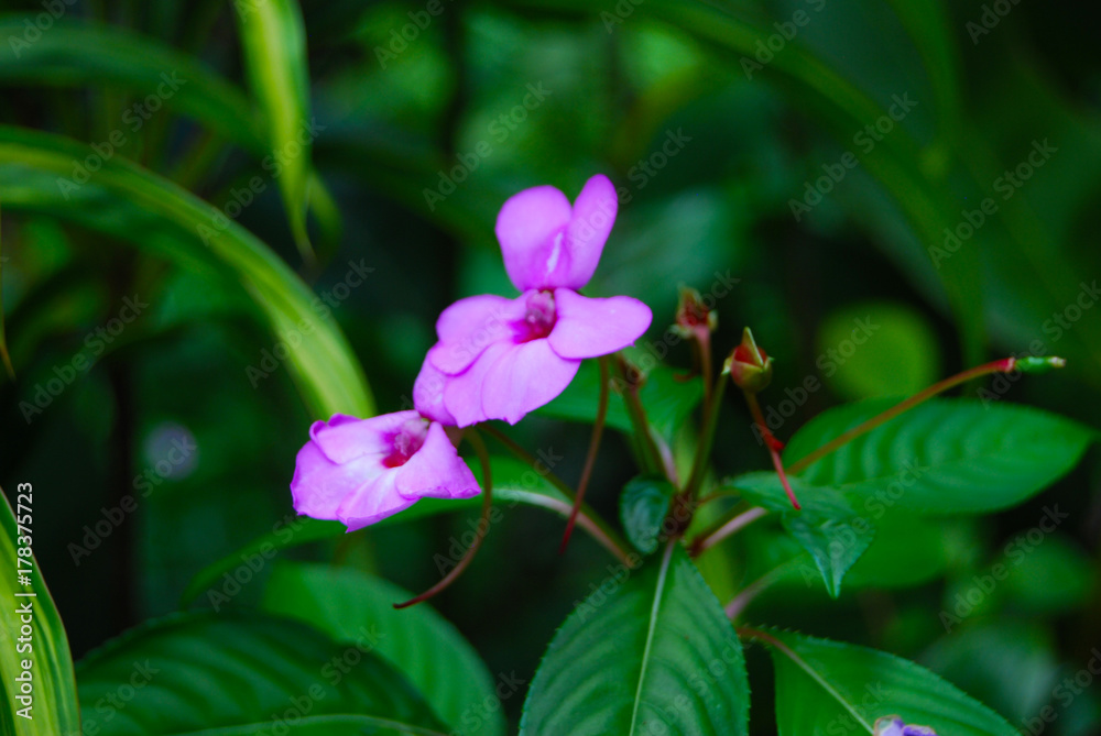 orchids orchids