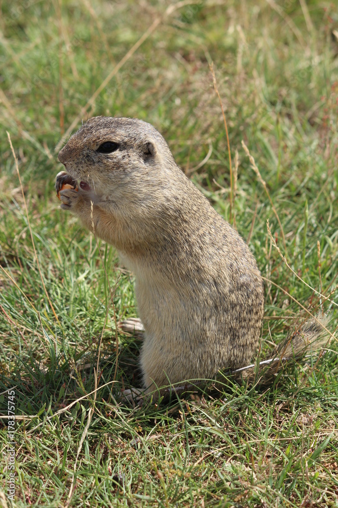 Fototapeta premium rodent, 