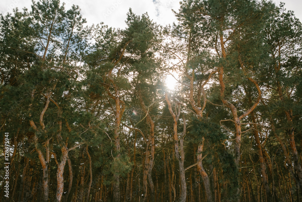 Snow covered forest in winter with wide angle distortion.