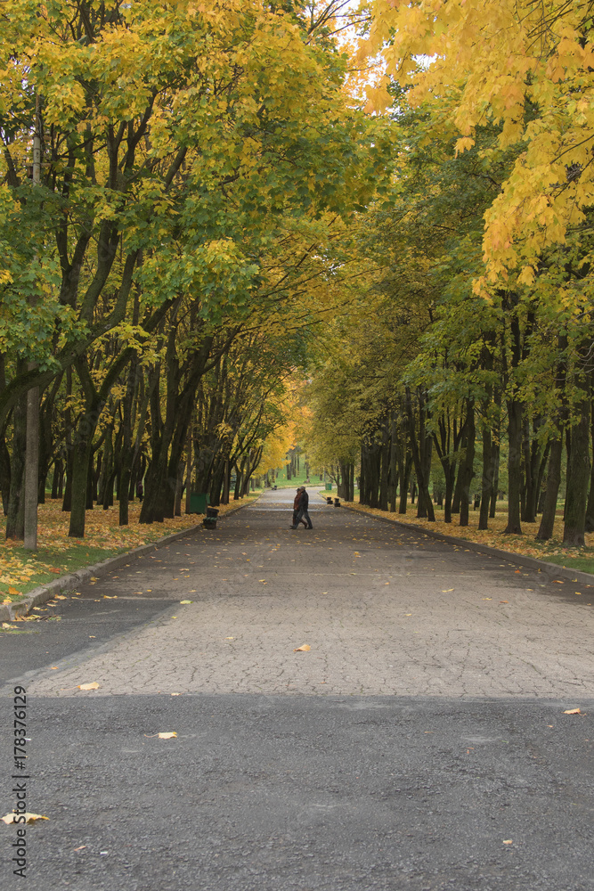 road in a park among trees in autumn road in a park among trees in autumn