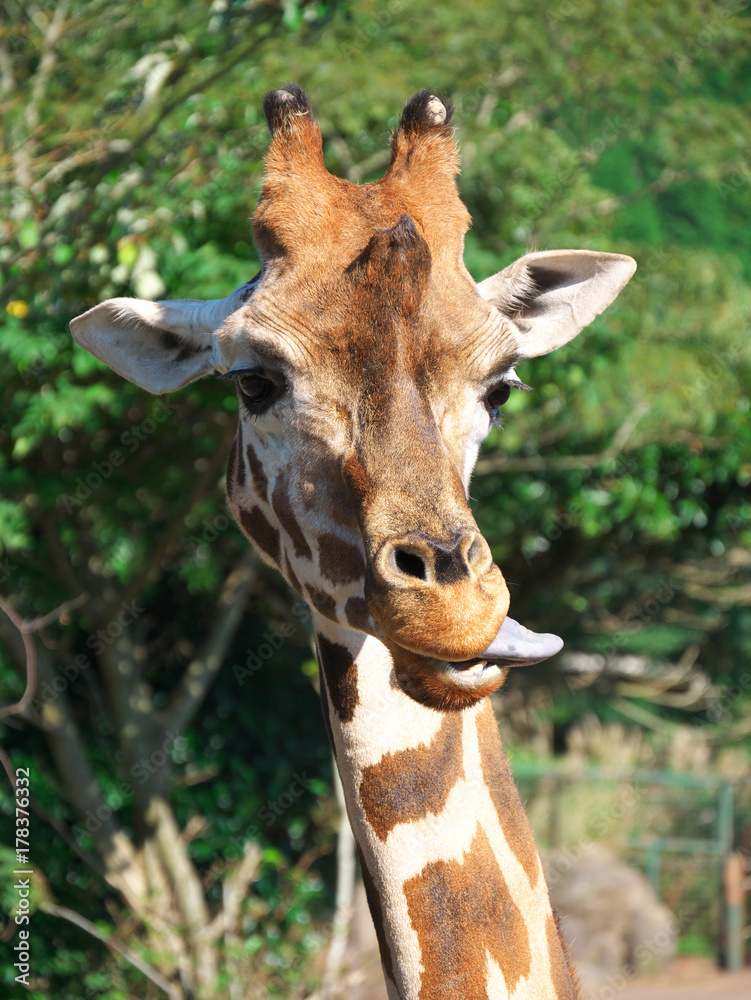 Obraz premium キリン