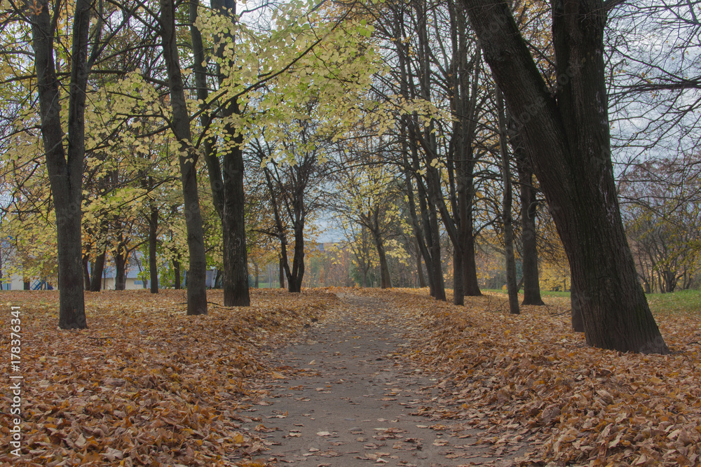 road in a park among trees in autumn