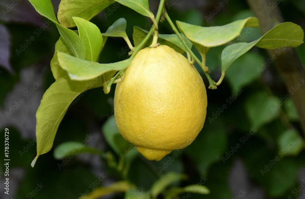 closeup of a ripe lemon on a tree