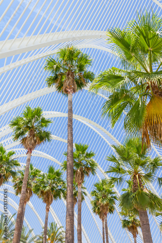 Palmenbäume im Umbracle in Valencia