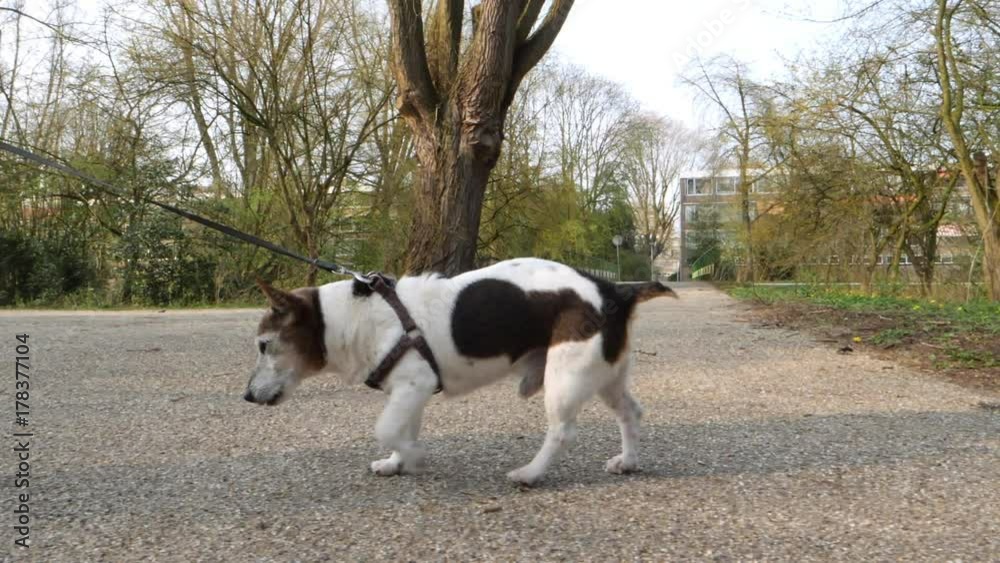 Very old little dog walking in park. Slow motion. Very old little dog walking in park. Slow motion.