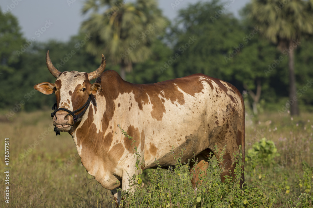 Indian Brown Color Bull Standing in Field Indian Brown Color Bull Standing in Field
