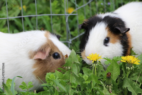 guinea pig in his cage on green grass