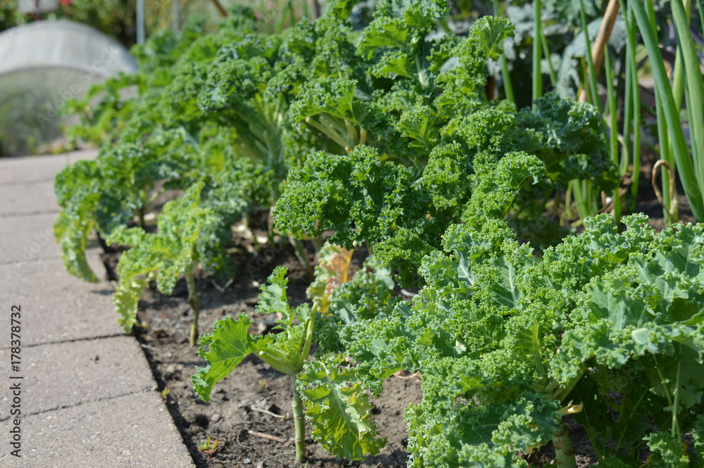 Kale in the garden Kale in the garden