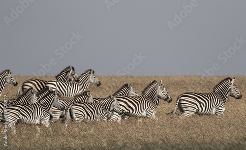 Photography safari