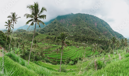 Rice paddy in Bali, Indonesia