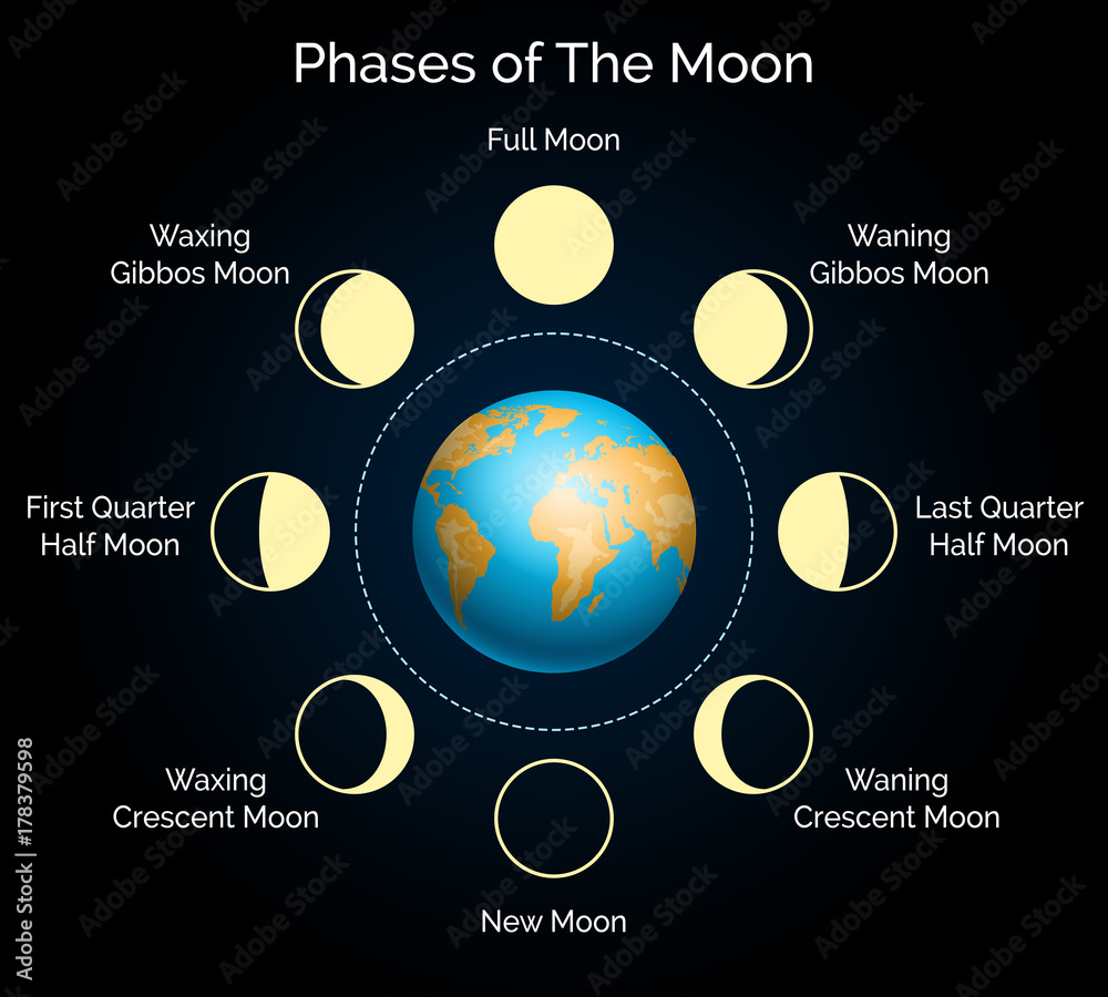 Phases of the moon vector illustration. Earth and lunar phase set with shadow and moonlight infographic 素材庫向量圖| Adobe Stock