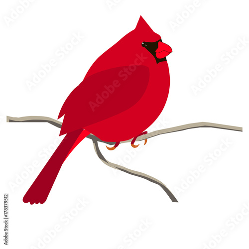 Hand drawn colorful red cardinal bird, hibiscus flower for coloring page and print, stock vector illustration photo