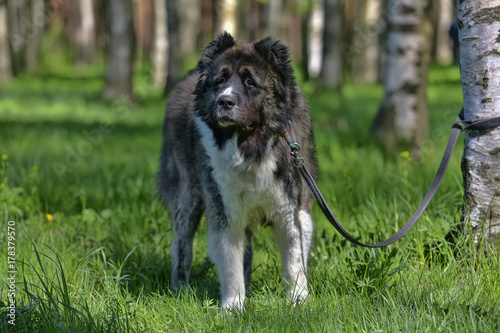 Caucasian Shepherd Dog photo