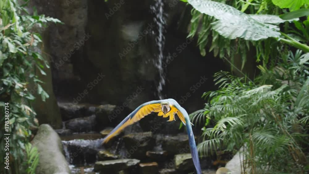 Slow motion, golden-blue macaw parrot in flight against waterfall in a jungle