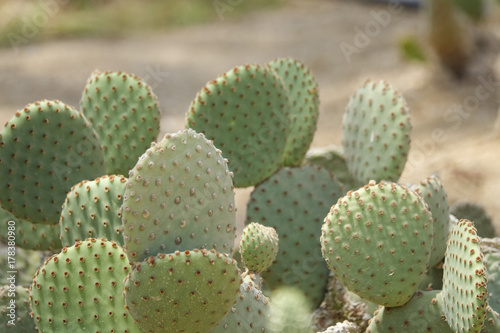 Cultivation of cacti in the home. Landscape of cacti. Field of cacti. Close-up