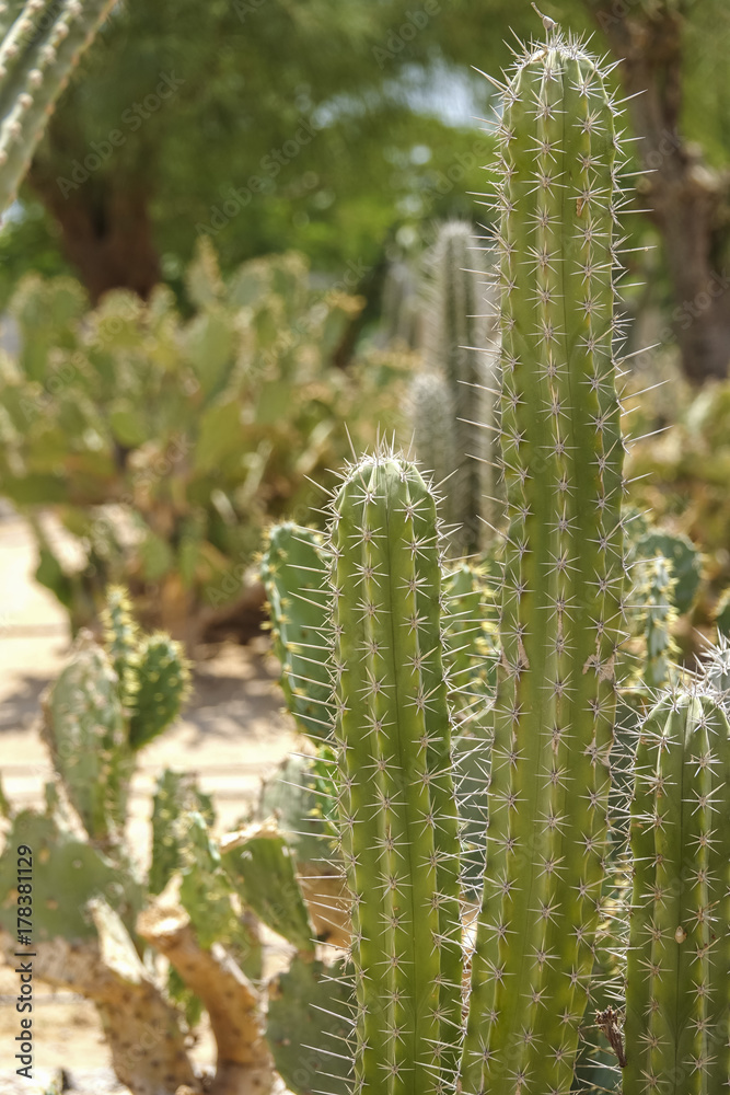 Cultivation of cacti in the home. Landscape of cacti. Field of cacti. Close-up Cultivation of cacti in the home. Landscape of cacti. Field of cacti. Close-up
