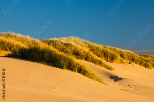 Sand dunes and grasses on a beach