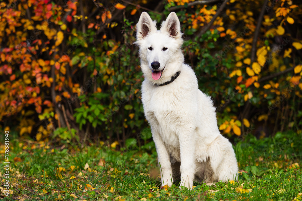 dog on an autumn walk