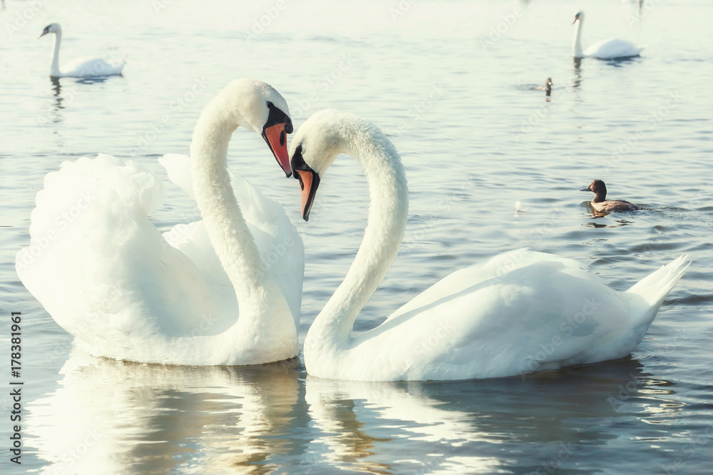 White swans. White swans.