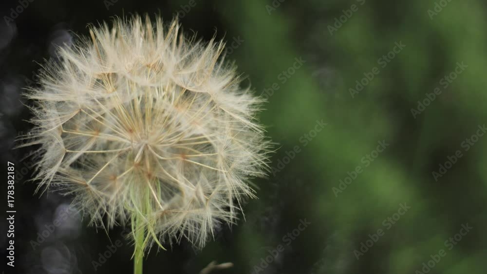 fleur araignée sur fond mobile