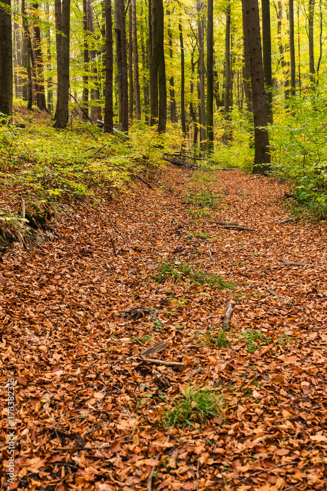 Wald im Herbst Wald im Herbst