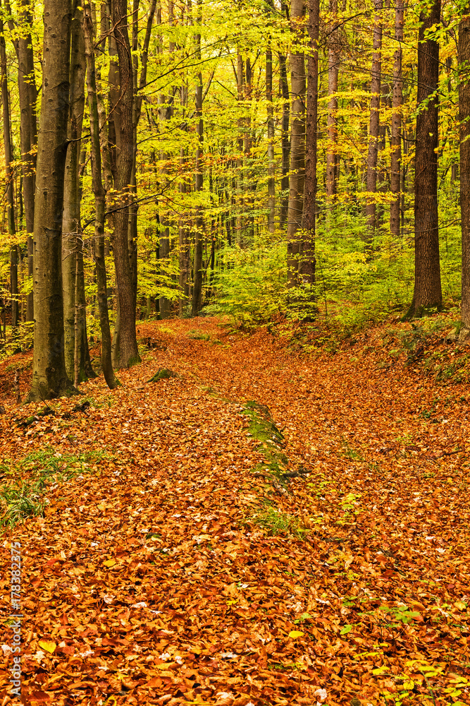 Wald im Herbst Wald im Herbst