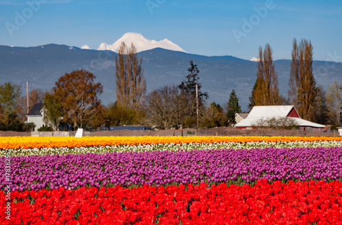 A field of colorful tulips in spring photo