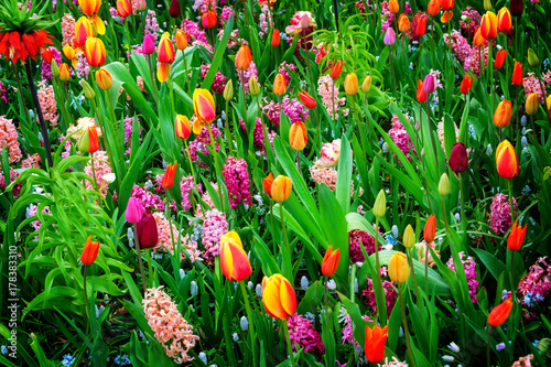 Colorful growing tulips and hyacinth flowerbed at spring day  retro toned