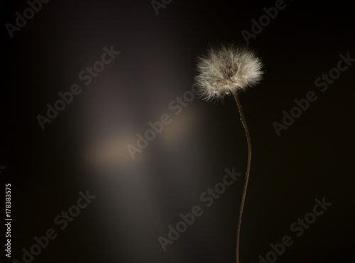 white dandelion on a black background