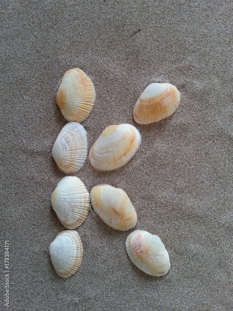 alphabet buchstabe K aus muscheln im strandsand