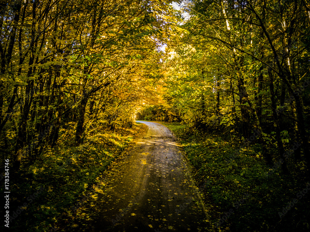 Obraz premium Mount Rainier forrest in the fall
