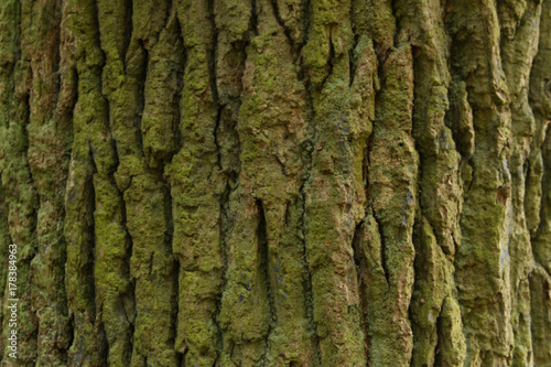 Old tree texture with moss grown on it . photo