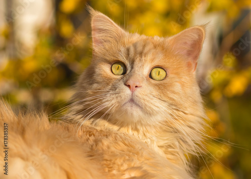 Ginger Maine Coon cat in front of golden autumn colours
