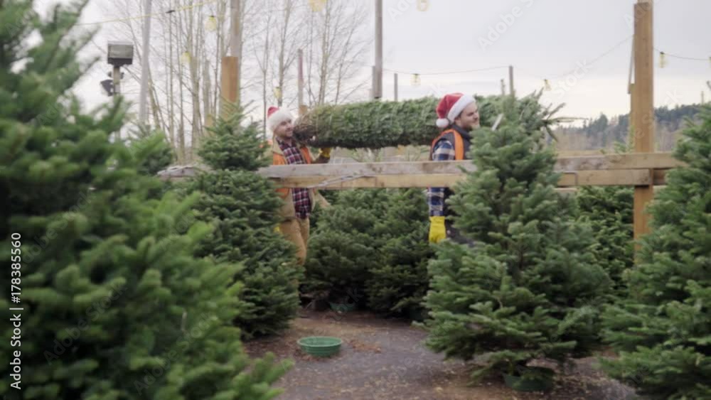 Full shot of staff carrying a tree at a pine tree farm