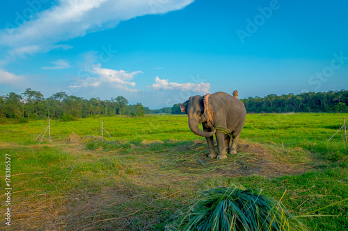 Beautiful sad elephant chained in a wooden pillar at outdoors, in Chitwan National Park, Nepal, sad paquiderm in a nature background, in a gorgeous blue sky, animal cruelty concept photo