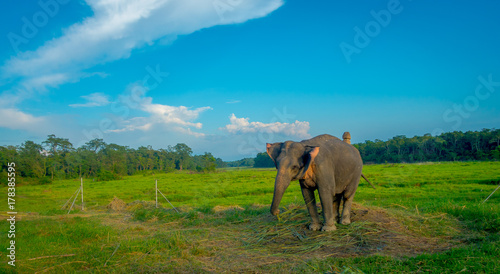 Beautiful sad elephant chained in a wooden pillar at outdoors  in Chitwan National Park  Nepal  sad paquiderm in a nature background  in a gorgeous blue sky  animal cruelty concept