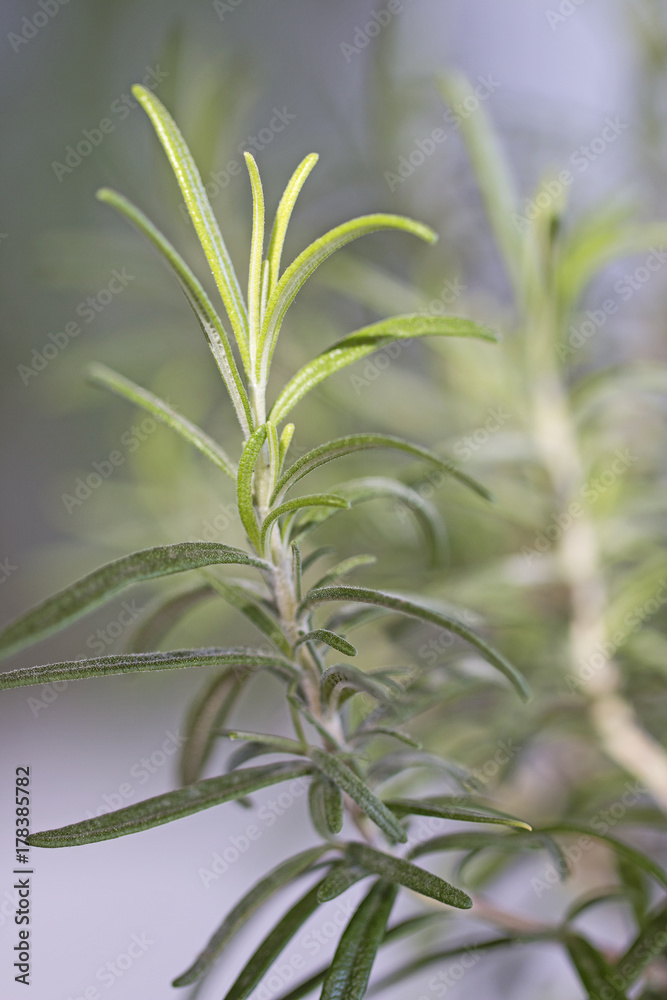 Fototapeta premium A delicate twig of rosemary.