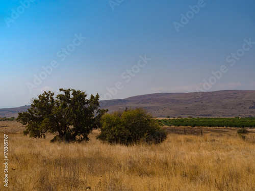 Green trees in a yellow autumn field against a background of mountains and blue sky.