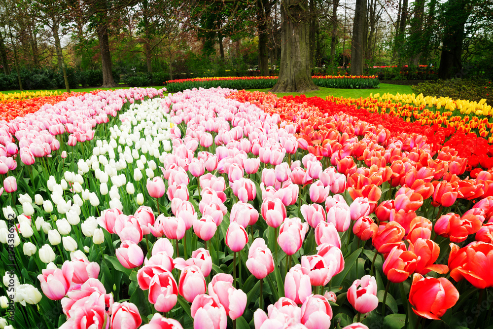 Colorful growing pink, red and white tulips flowerbed in spring formal garden, retro toned