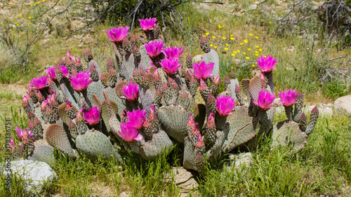Beavertail Cactus (Opuntia basilaris) with purple blooms in desert
