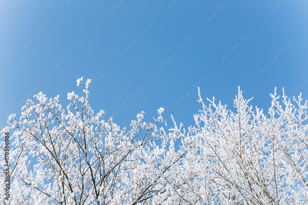 A frozen wood in winter on a blue sky background.